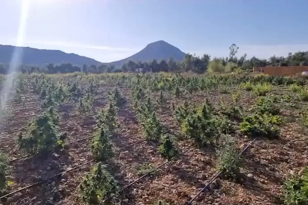 La piantagione scoperta a Barega (Frame da video)