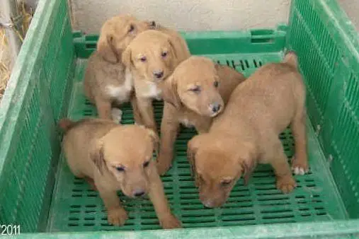 Cuccioli di segugio