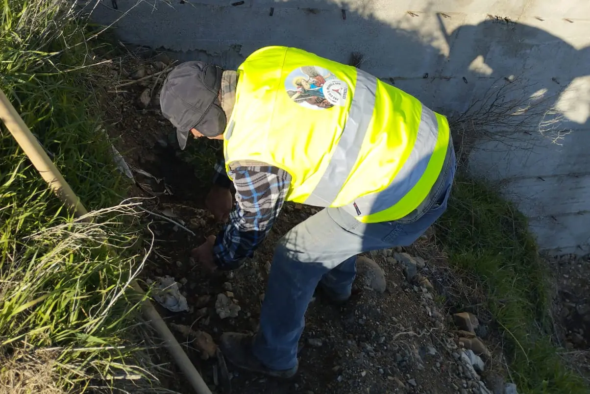 Il momento della piantumazione di uno degli alberi (foto Francesca Melis)