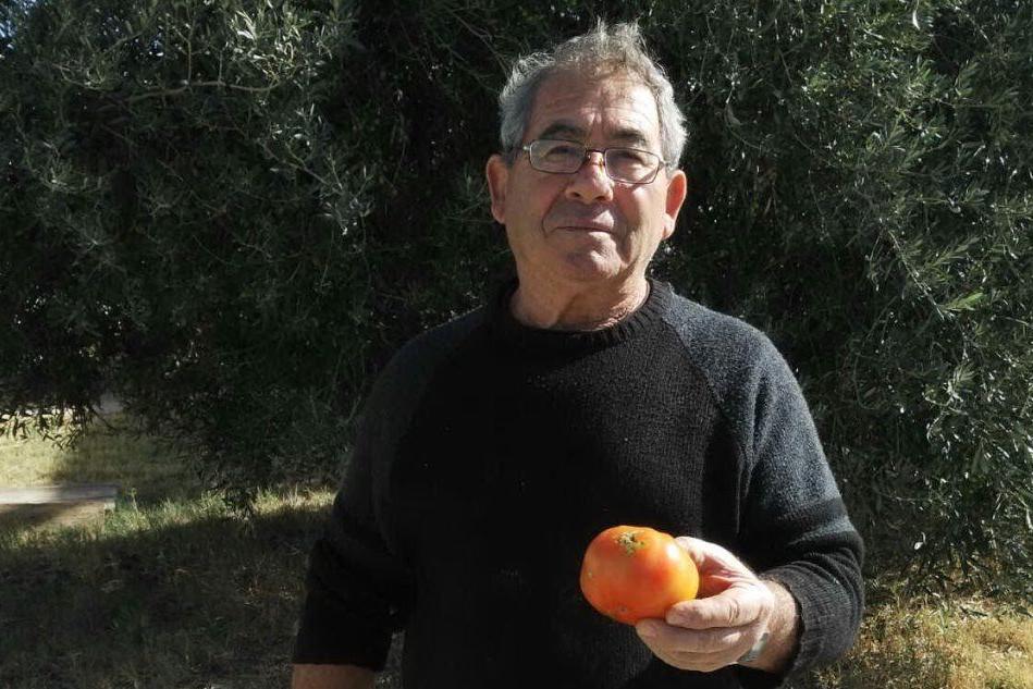Dario Pinna mostra un pomodoro attaccato dalla tignola