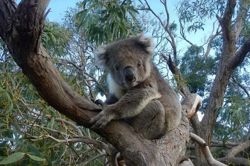 Un koala appollaiato su un albero di eucalipto