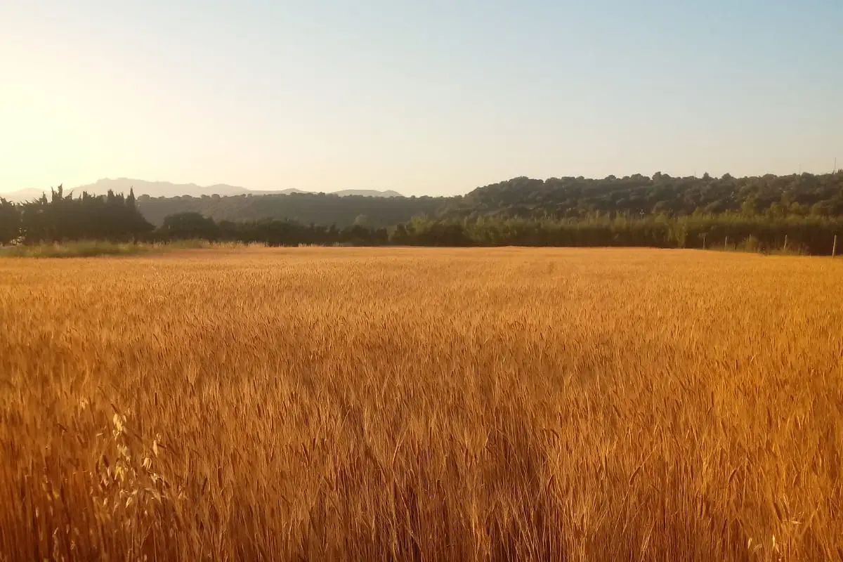 Campo di grano monococco a Orosei (foto concessa)