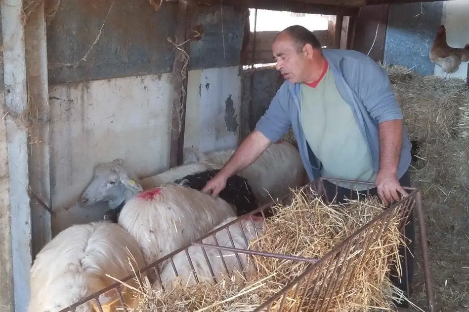 Pecore malate nell'azienda di Sandro Melis