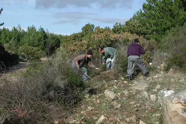 Cantieri Forestas in Ogliastra (Foto simbolo)