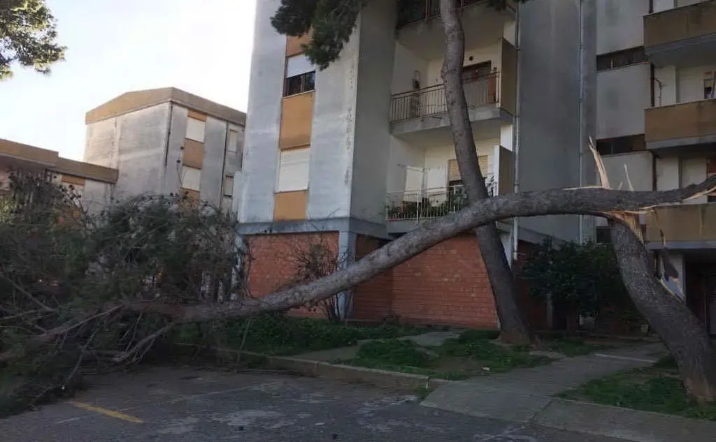 Un albero è invece precipitato a terra vicino alle palazzine di via Corterisoni (foto Deidda)