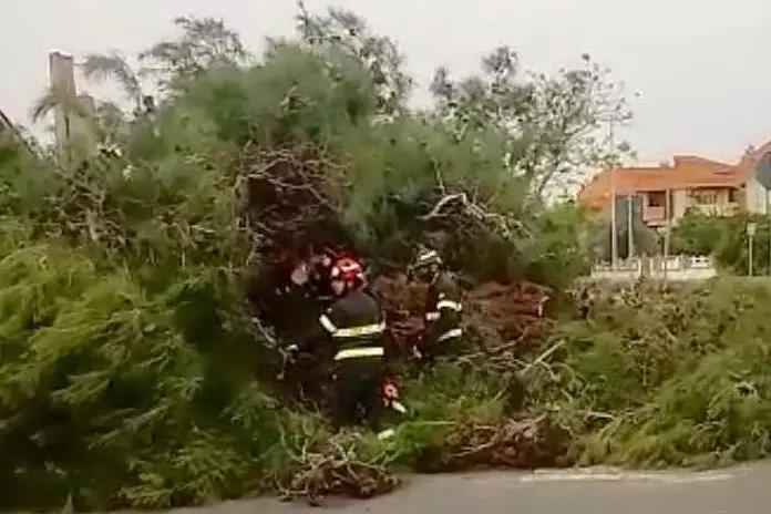 Albero abbattuto a Torangius (foto L'Unione Sarda - Sanna)