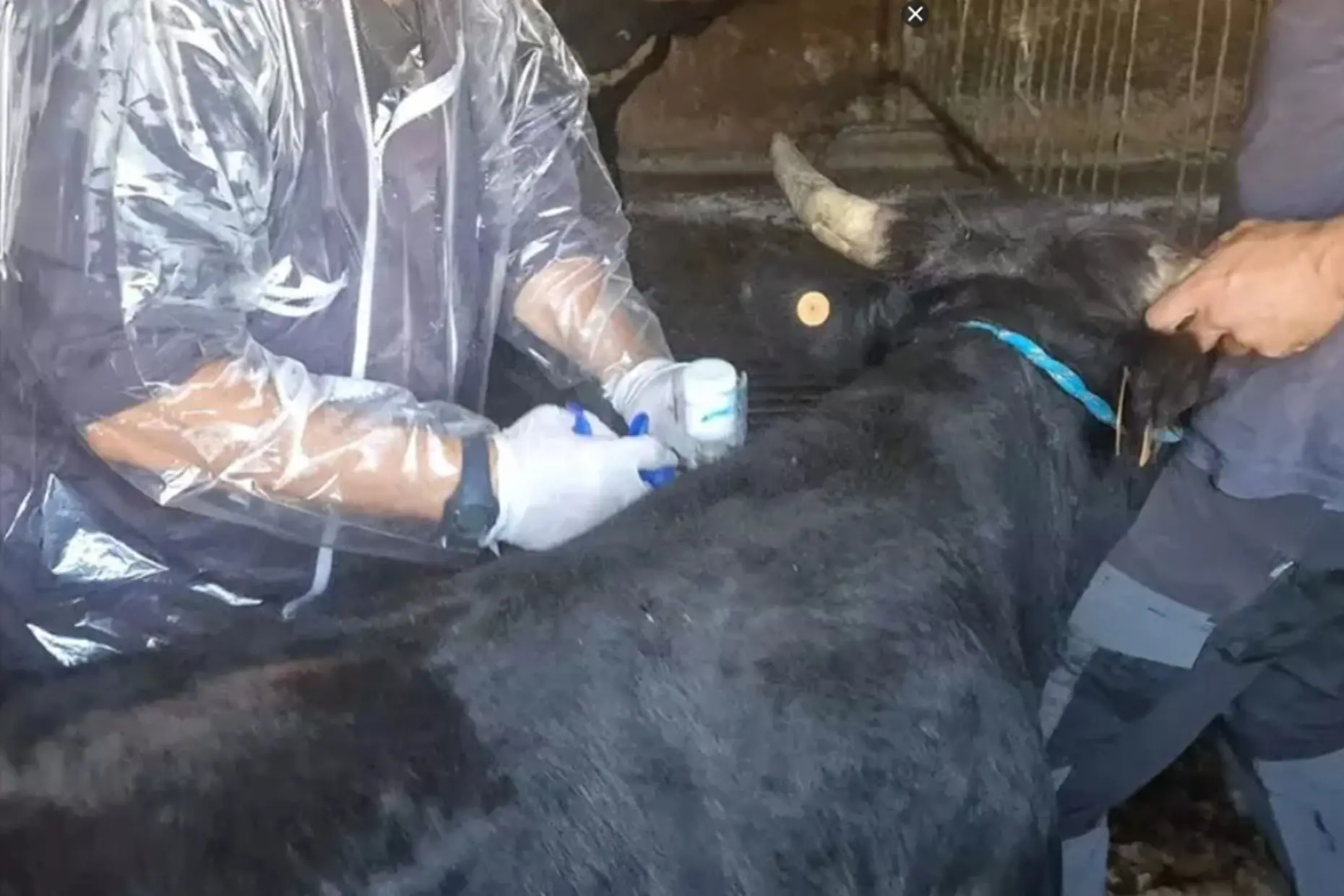 Vaccinazione di bovini