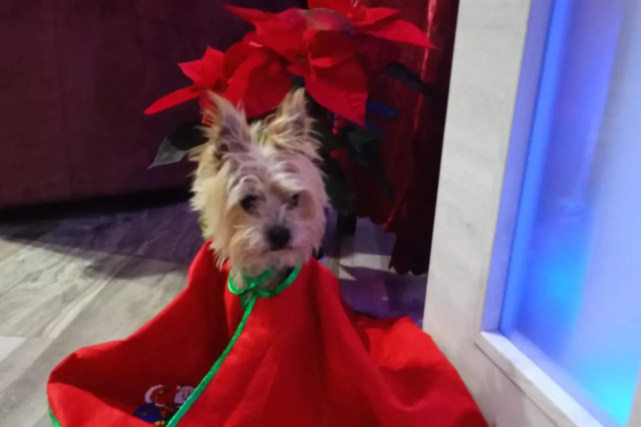 Buon Natale a tutta la Sardegna da Olivia