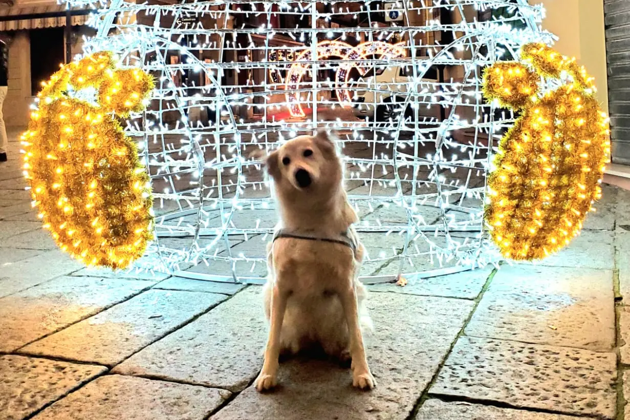 Tanti auguri di Buon Natale da Biba e Lisa di Iglesias