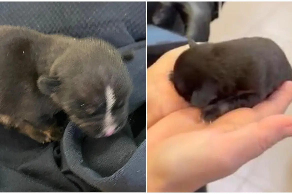 Il cucciolo trovato nella spazzatura (L'Unione Sarda)