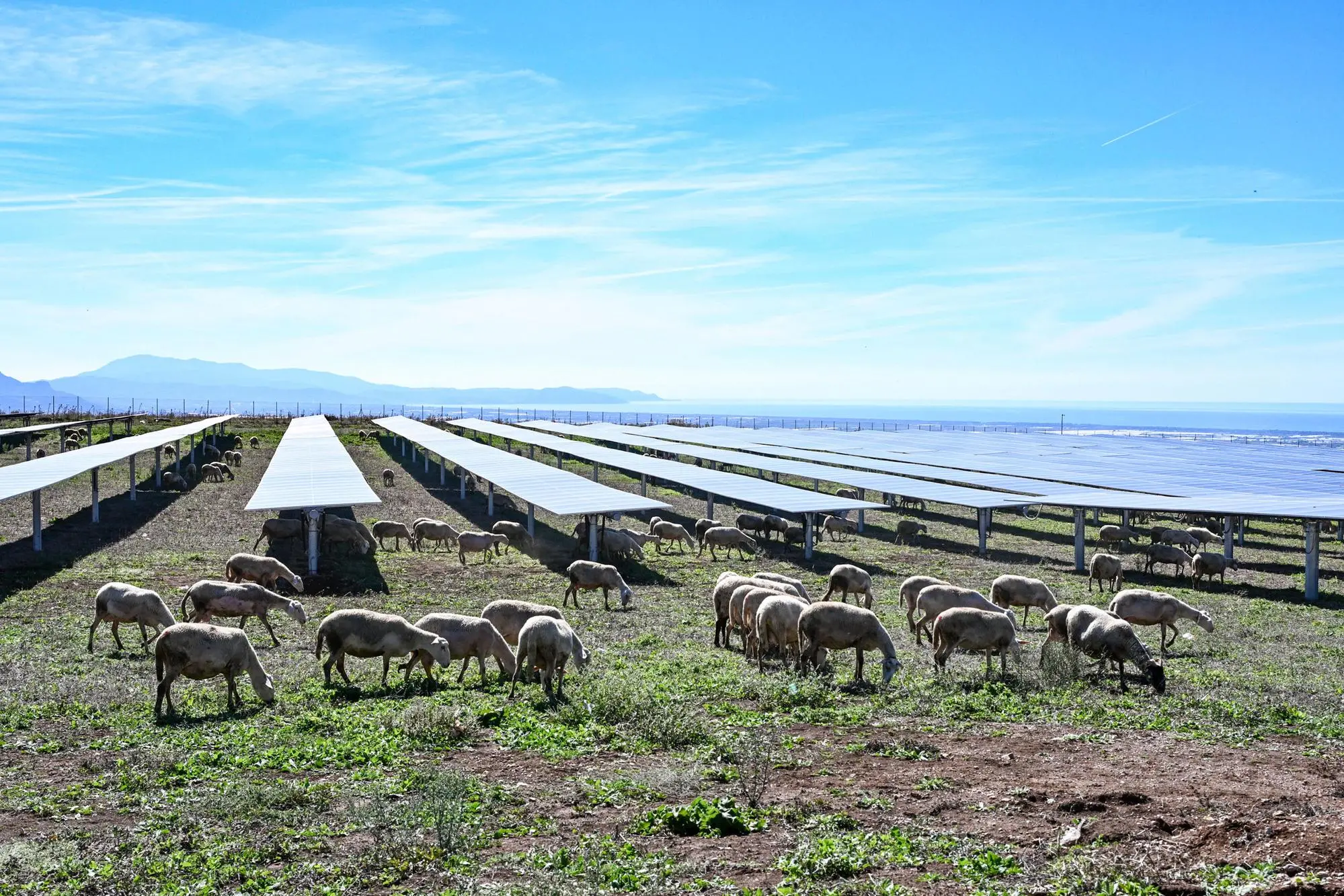 Inaugurato ad Eboli, nel Salernitano, il primo impianto solare integrato con un pascolo in Campania, 09 ottobre 2025. Denominato "Monti di Eboli" è stato realizzato da Edp attraverso Edp Renewables. Per il gruppo leader globale nello sviluppo delle energie rinnovabili si tratta del primo intervento del genere realizzato in Europa. L'opera rappresenta una pietra miliare nello sviluppo dell'agrivoltaico: con un approccio innovativo unisce la produzione di energia pulita al pascolo erboso. In un parco capace di fornire energia a circa 6.500 famiglie, vengono ospitate 250 pecore. ANSA/MASSIMO PICA