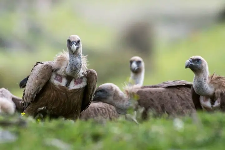 Grifoni (foto LIFE Safe for Vultures)