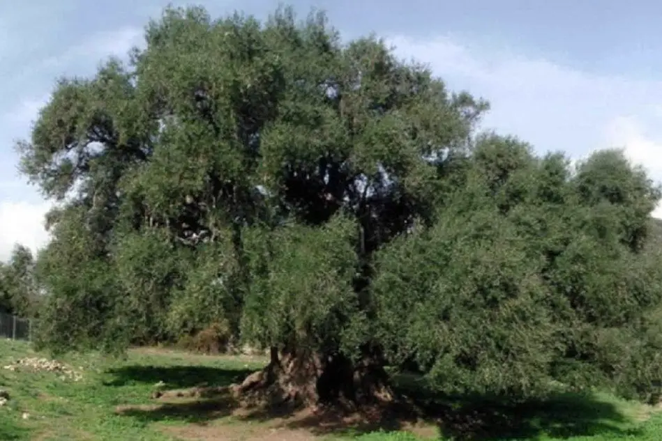 L'olivastro nella foto del Comune di Luras