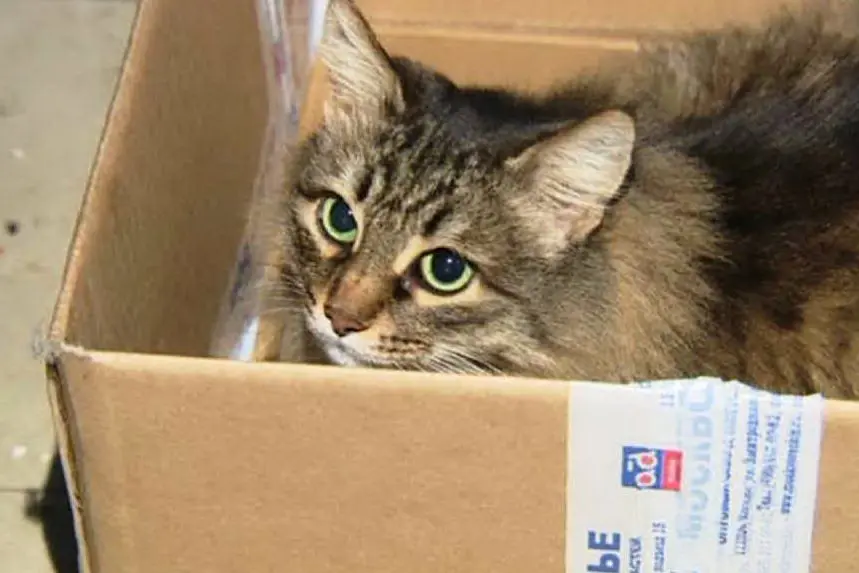 Un gatto in uno scatolone (immagine simbolo)