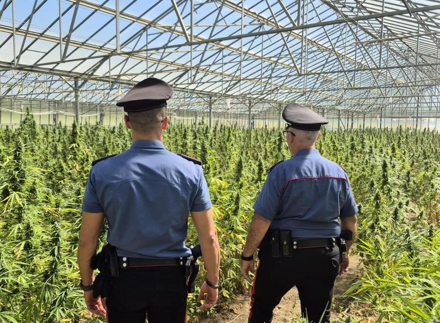 Nelle serre novemila piante di marijuana