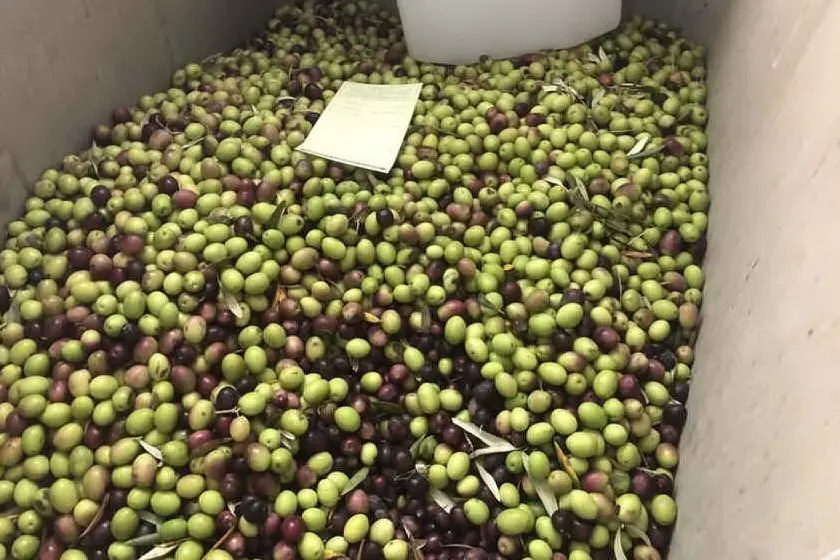 Conferimento delle olive a Guamaggiore (foto L'Unione Sarda - Sirigu)