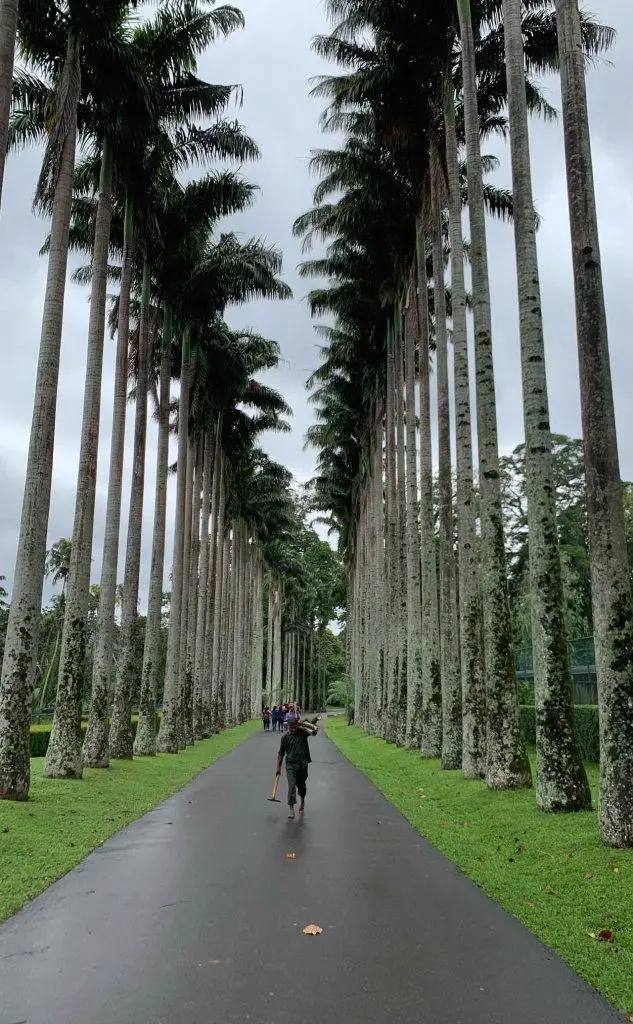 Il viale delle palme nel Giardino Botanico di Peradenya (foto Masala)