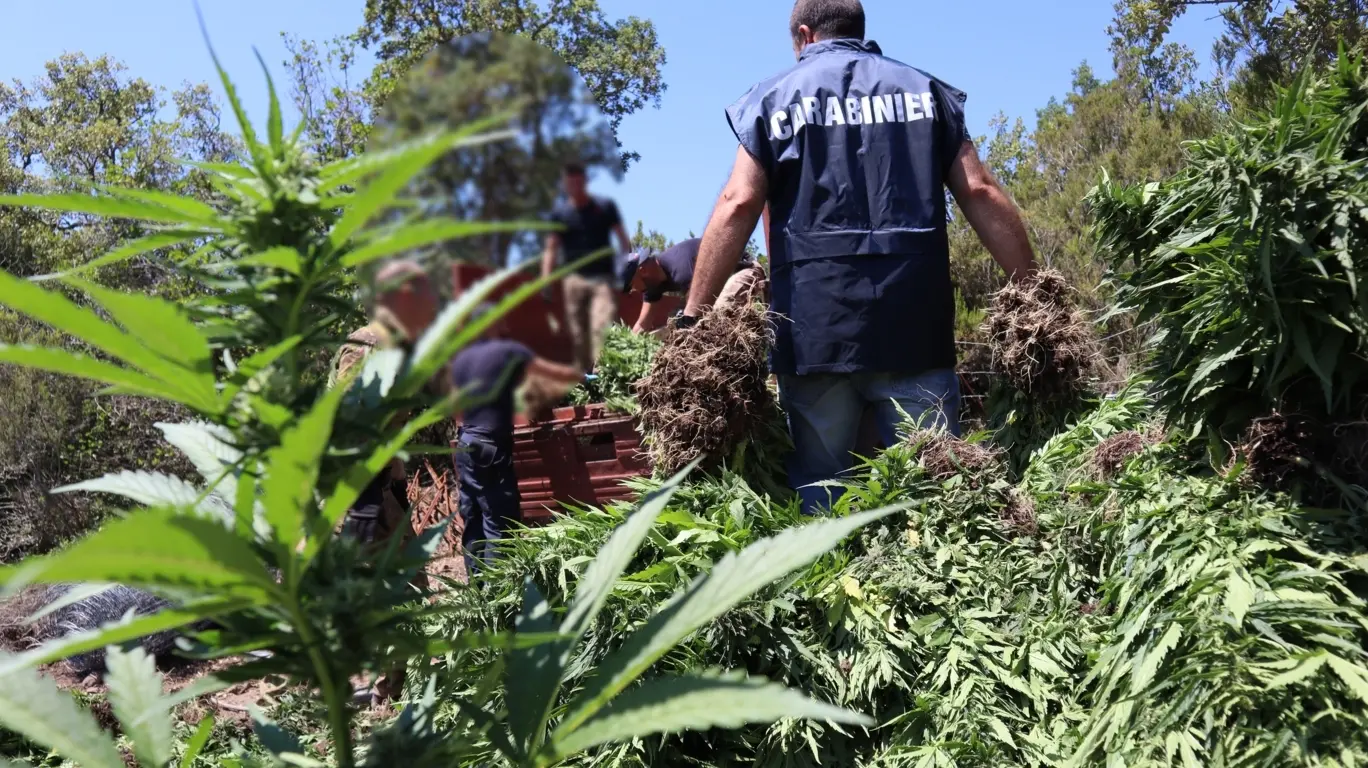 Fonni, Sequestrati 120 Chili Di Marijuana. Arrestato Un Allevatore