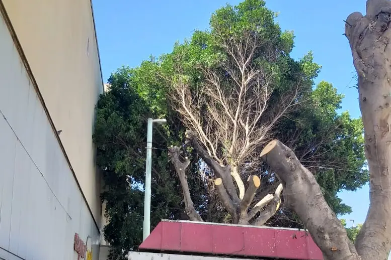 I ficus potati a Quartu (foto Daga)