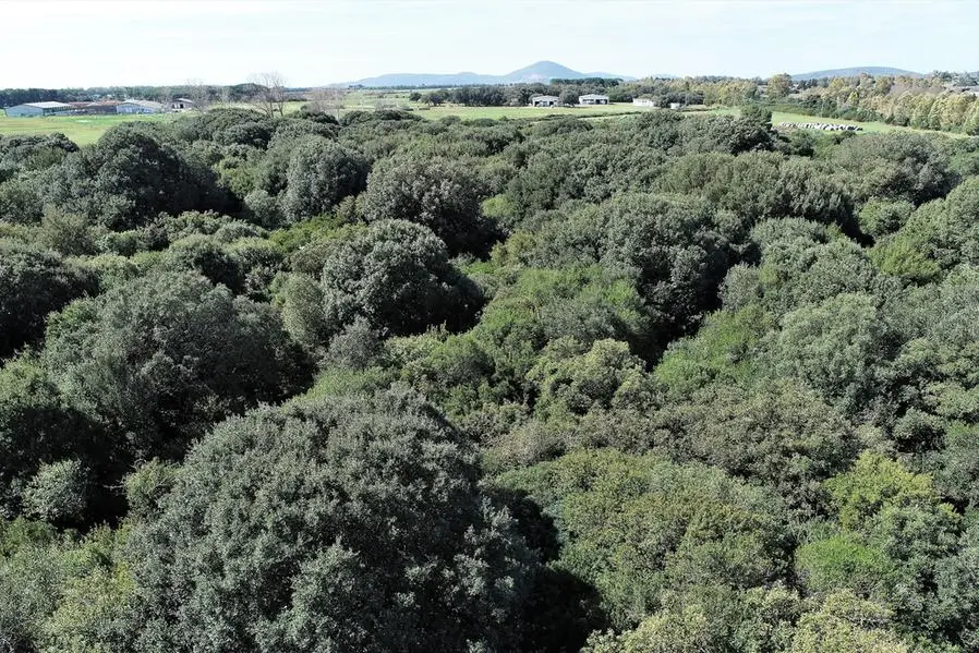 Il bosco di Bonassai (foto concessa)
