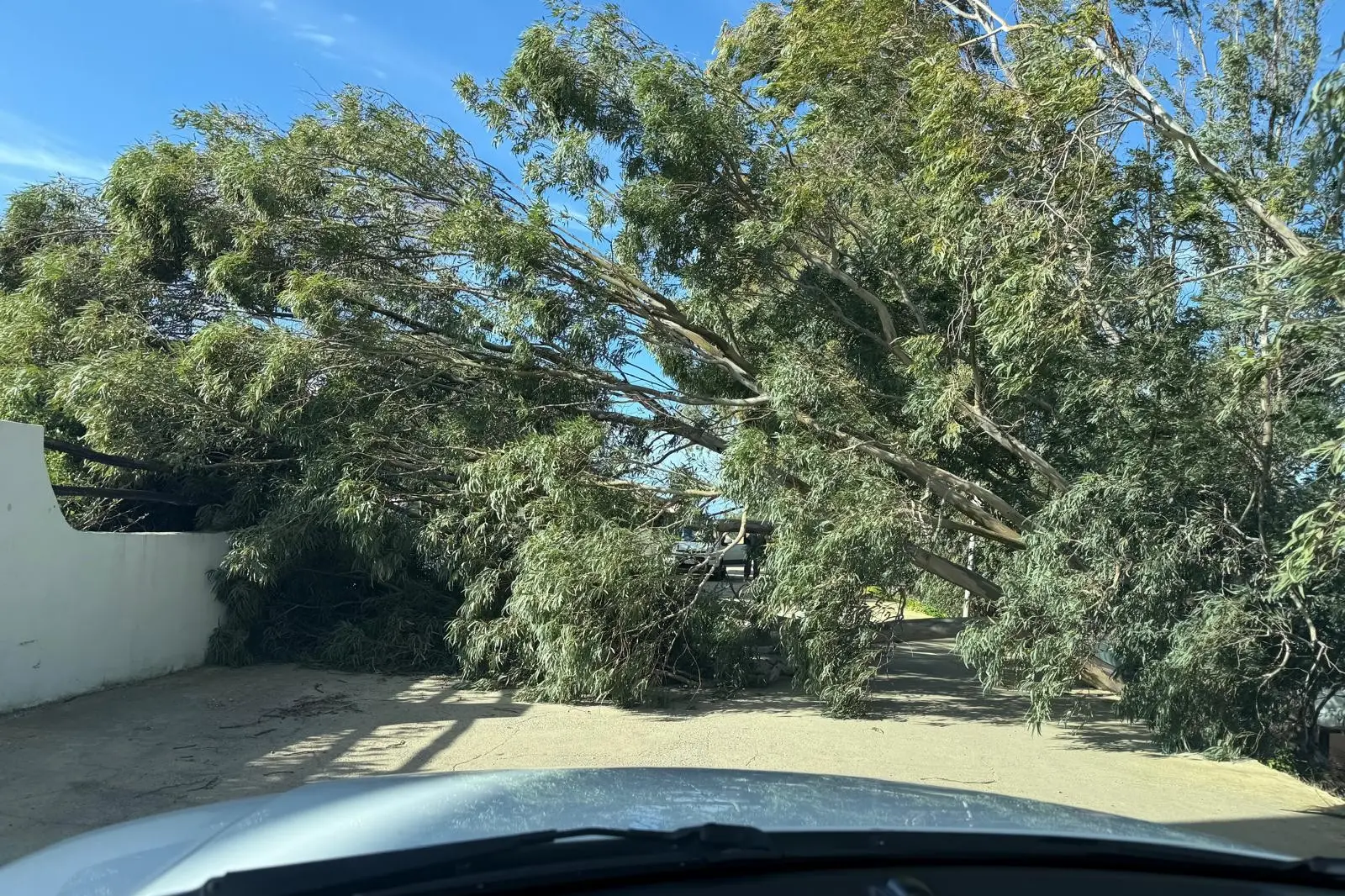 Torre delle Stelle, l'eulicaliptus crollato