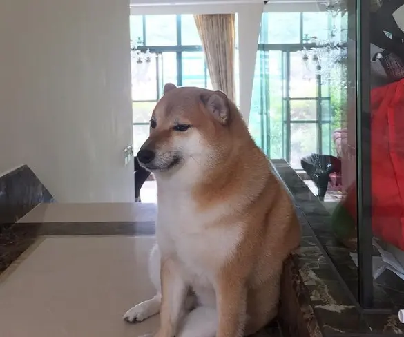 È morto Cheems, il “cane dei meme” aveva 12 anni