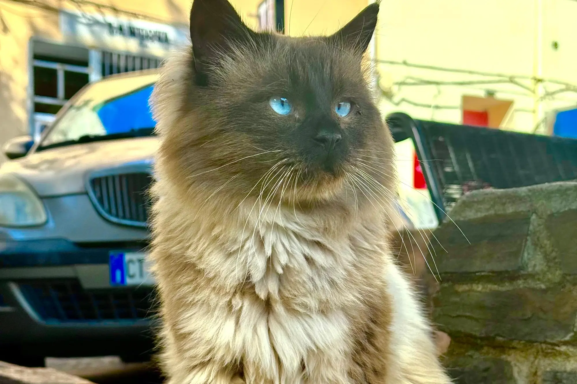 Il gatto Nocciolino