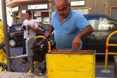 L'apicoltore al lavoro in via Tempio