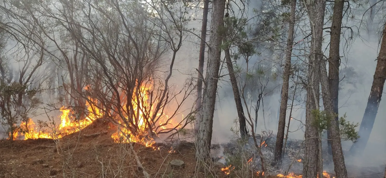 Un incendio in Ogliastra (foto archivio L'Unione Sarda)