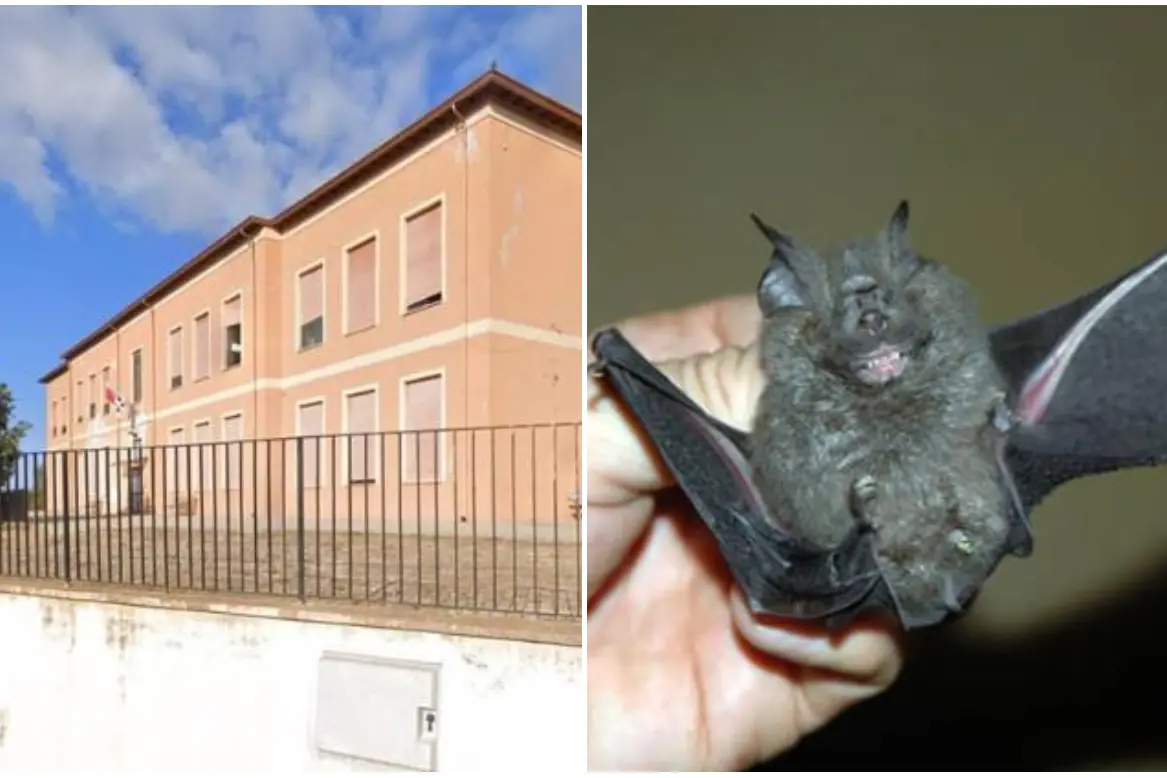 A sinistra la scuola di via San Pietro, a destra un pipistrello (L'Unione Sarda/Ansa)
