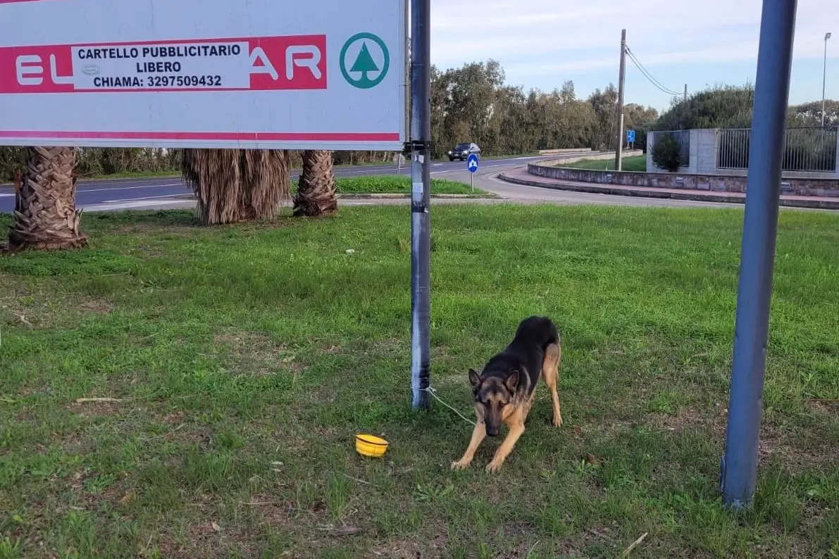 Il cane (Foto Sara Pinna)