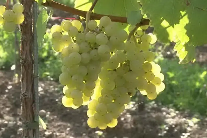 Una vigna (Archivio L'Unione Sarda)