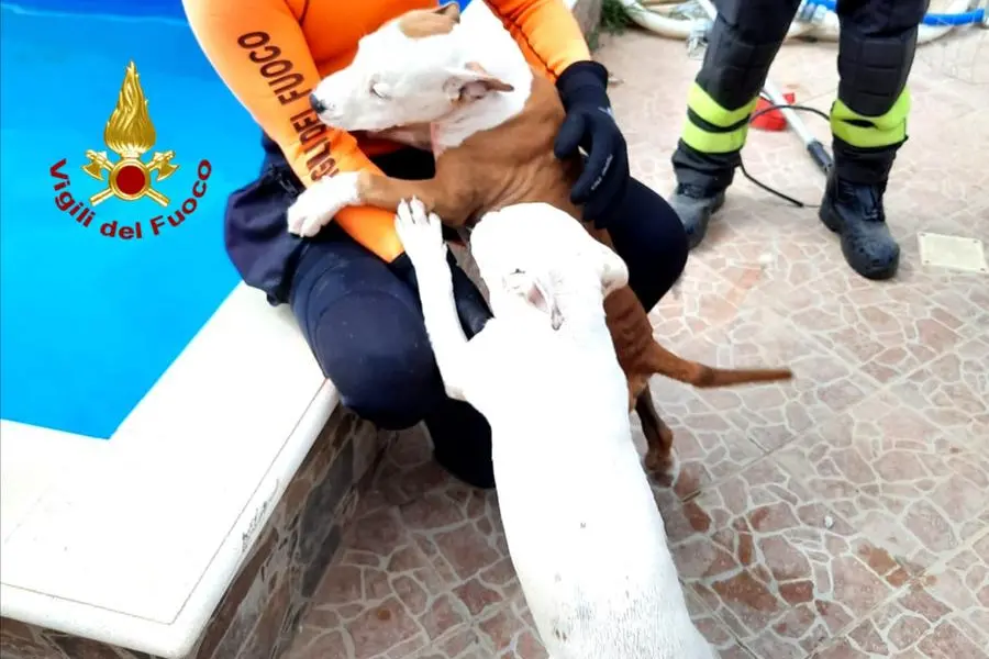I cani salvati (foto Vigili del fuoco)