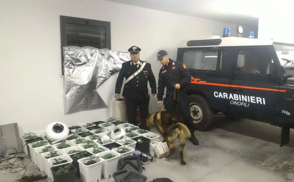 Il cane antidroga con i carabinieri davanti ad alcune piante di marijuana