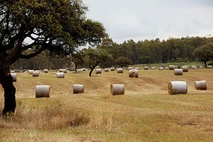 Rotoballe