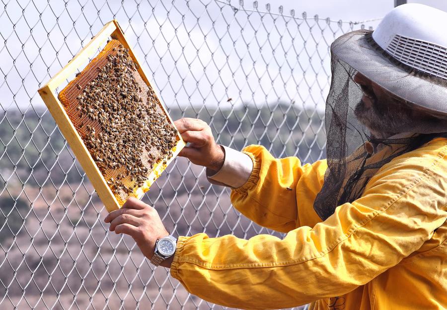 «Miele sardo, un patrimonio da salvare»