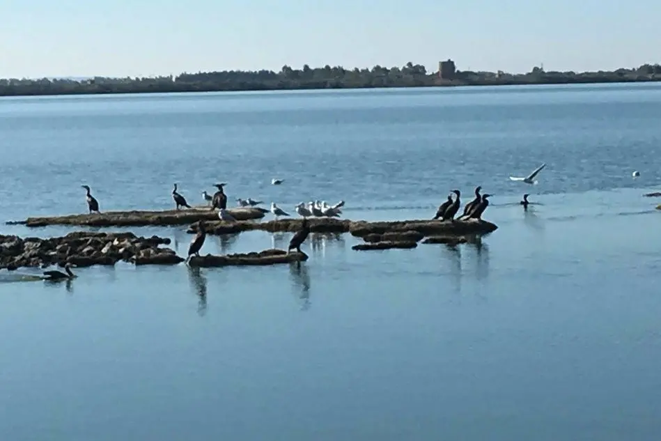 Lo stagno di Cabras