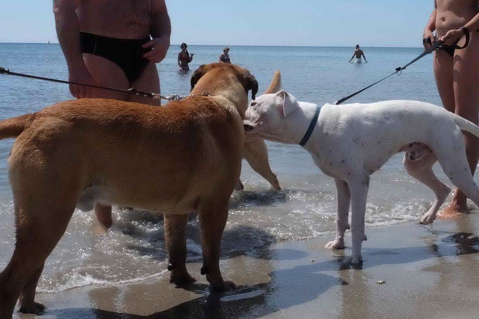 Cani in spiaggia, &quot;la mia proposta alternativa per la Sardegna&quot;
