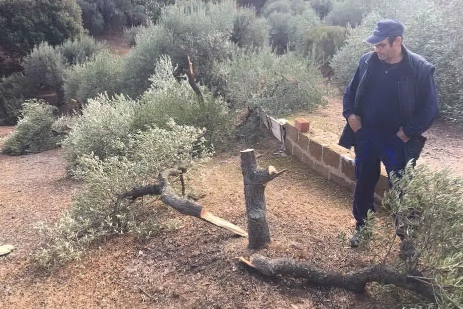 Antonio Cabriolu davanti a una pianta tagliata
