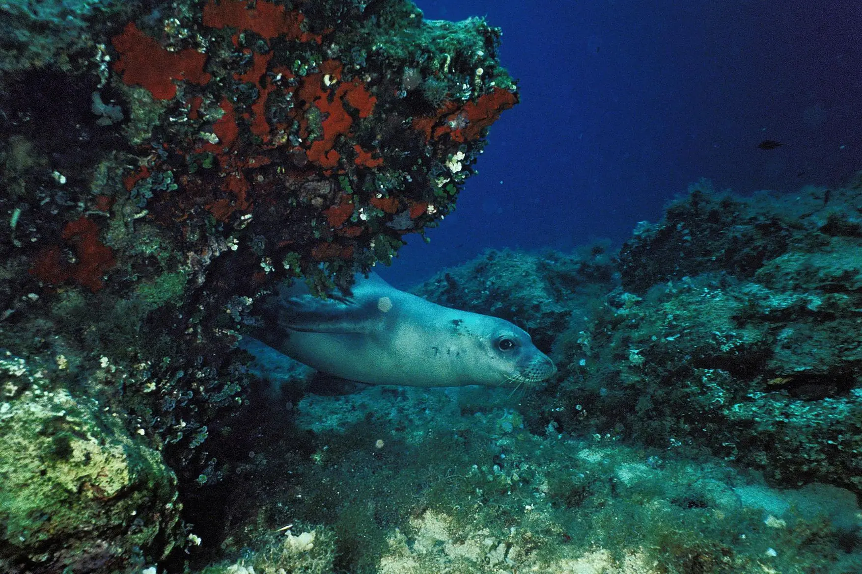 Monachus monachus Foca monaca del Mediterraneo Northern Sporades Marine N. P. GRECIA 10/92
