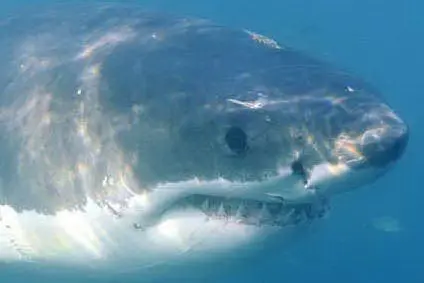 Lo squalo ha aggredito il 50enne a pochi metri dalla riva (Ansa)