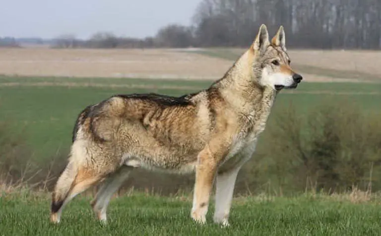 Un esemplare di cane lupo cecoslovacco (foto archivio L'Unione Sarda)