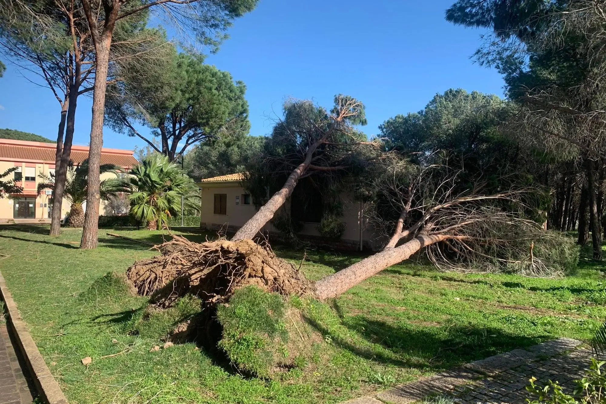 Alberi abbattuti dal vento a Castiadas