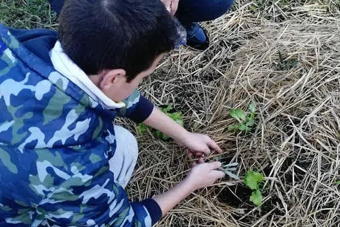 Un alunno delle scuole di Pula mette a dimora una piantina dell'orto sinergico (foto Ivan Murgana)