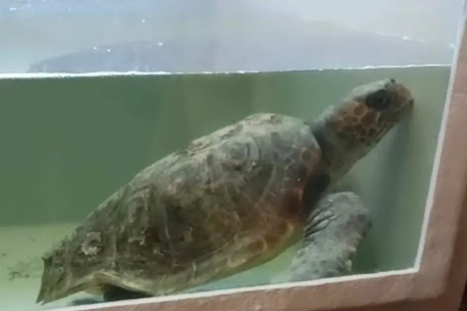 La tartaruga salvata (foto Facebook Parco Nazionale dell'Arcipelago di La Maddalena)