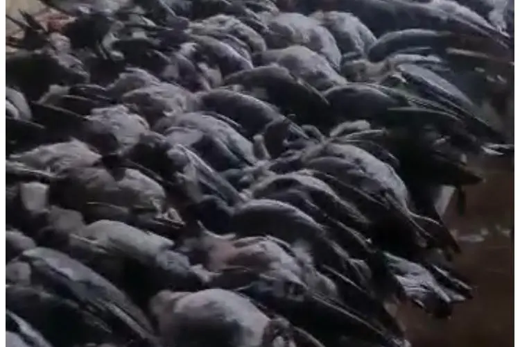 Un fermo immagine del video che circola sul web