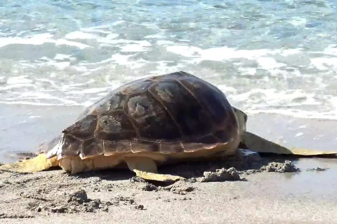 Una tartaruga Caretta Caretta