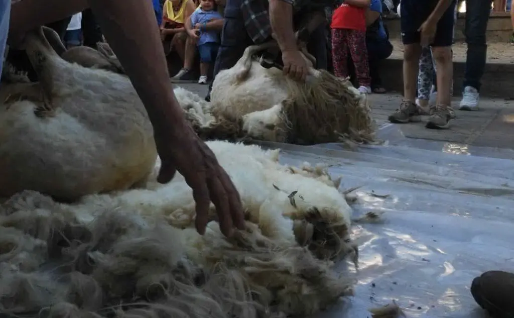 La lana (foto L'Unione Sarda - Andrea Serreli)
