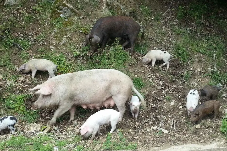 Maiali (Archivio L'Unione Sarda - Locci)