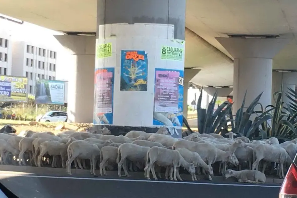Le pecore invadono la carreggiata